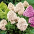 Hydrangea paniculata: sadnja i njega na otvorenom polju